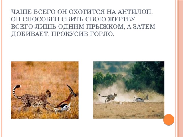 Чаще всего он охотится на антилоп.  Он способен сбить свою жертву всего лишь одним прыжком, а затем добивает, прокусив горло.   