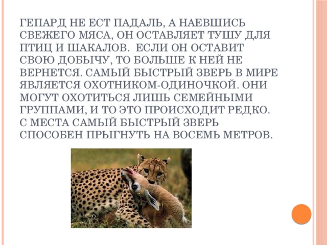 Гепард не ест падаль, а наевшись свежего мяса, он оставляет тушу для птиц и шакалов. если он оставит свою добычу, то больше к ней не вернется. Самый быстрый зверь в мире является охотником-одиночкой. Они могут охотиться лишь семейными группами, и то это происходит редко. С места самый быстрый зверь способен прыгнуть на восемь метров. 