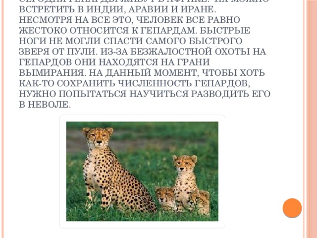 Сегодня гепарды живут в Африке. Их можно встретить в Индии, Аравии и Иране. Несмотря на все это, человек все равно жестоко относится к гепардам. Быстрые ноги не могли спасти самого быстрого зверя от пули. Из-за безжалостной охоты на гепардов они находятся на грани вымирания. На данный момент, чтобы хоть как-то сохранить численность гепардов, нужно попытаться научиться разводить его в неволе.   