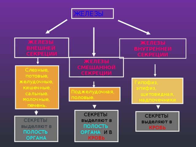 ЖЕЛЕЗЫ ЖЕЛЕЗЫ ВНЕШНЕЙ СЕКРЕЦИИ ЖЕЛЕЗЫ ВНУТРЕННЕЙ СЕКРЕЦИИ ЖЕЛЕЗЫ СМЕШАННОЙ СЕКРЕЦИИ Слезные, потовые, желудочные, кишечные, сальные. молочные, печень. Гипофиз, эпифиз, щитовидная, надпочечники Поджелудочная, половые. СЕКРЕТЫ выделяют в ПОЛОСТЬ ОРГАНА  И В КРОВЬ СЕКРЕТЫ выделяют в КРОВЬ СЕКРЕТЫ выделяют в ПОЛОСТЬ ОРГАНА 