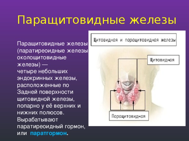 Паращитовидные железы Паращитовидные железы (паратиреоидные железы, околощитовидные железы) — четыре небольших эндокринных железы, расположенные по Задней поверхности щитовидной железы, попарно у её верхних и нижних полюсов. Вырабатывают паратиреоидный гормон, или паратгормон . 