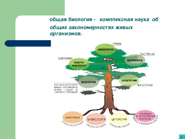 Науки биологии схема