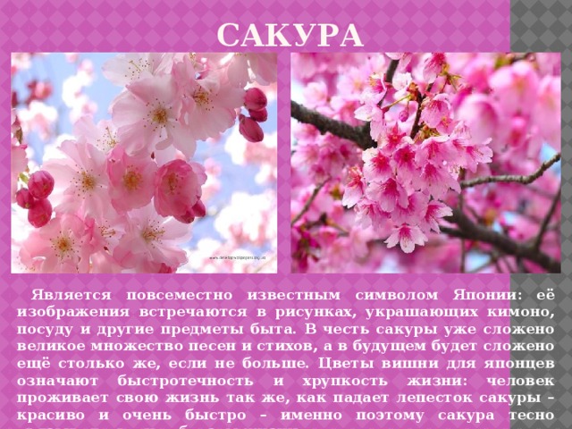 Презентация япония сакура