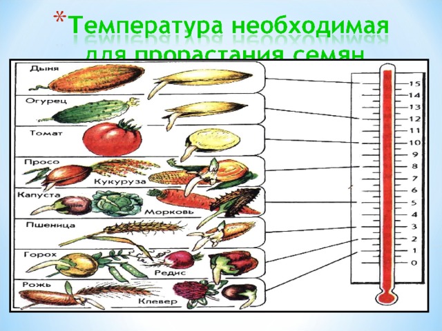 Температура для прорастания семян салата