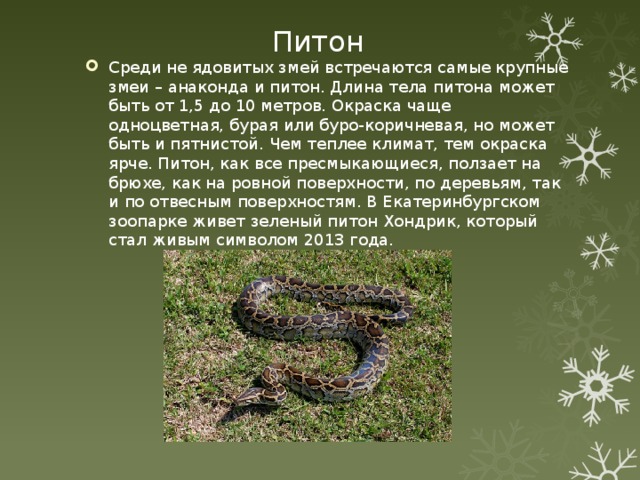 Рассказ змейка. Описание змеи. Рассказ о питоне. Змея краткое описание. Питон краткая информация для детей.