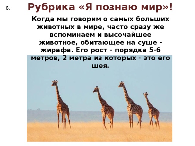 Рубрика «Я познаю мир»! 6. Когда мы говорим о самых больших животных в мире, часто сразу же вспоминаем и высочайшее животное, обитающее на суше - жирафа. Его рост – порядка 5-6 метров, 2 метра из которых - это его шея. 