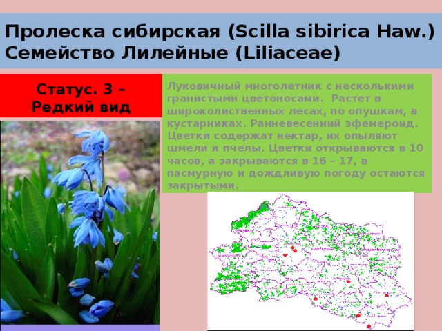 Пролеска сибирская (Scilla sibirica Haw.)  Семейство Лилейные (Liliaceae) Статус. 3 – Редкий вид Луковичный многолетник с несколькими гранистыми цветоносами. Растет в широколиственных лесах, по опушкам, в кустарниках. Ранневесенний эфемероид. Цветки содержат нектар, их опыляют шмели и пчелы. Цветки открываются в 10 часов, а закрываются в 16 – 17, в пасмурную и дождливую погоду остаются закрытыми. 