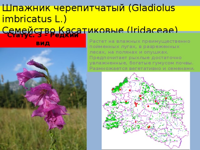 Шпажник черепитчатый (Gladiolus imbricatus L.)  Семейство Касатиковые (Iridaceae) Растет на влажных преимущественно пойменных лугах, в разреженных лесах, на полянах и опушках. Предпочитает рыхлые достаточно увлажненные, богатые гумусом почвы. Размножается вегетативно и семенами. Статус. 3 – Редкий вид 