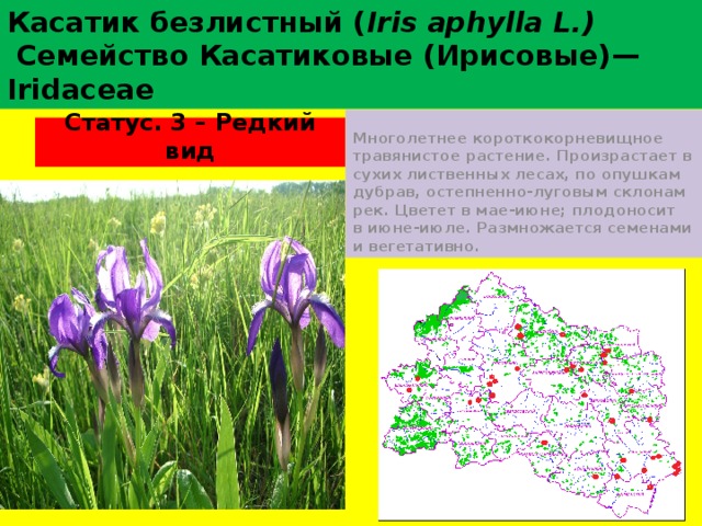 Касатик безлистный ( Iris aphylla L.)  Семейство Касатиковые (Ирисовые)—Iridaceae Многолетнее короткокорневищное травянистое растение. Произрастает в сухих лиственных лесах, по опушкам дубрав, остепненно-луговым склонам рек. Цветет в мае-июне; плодоносит в июне-июле. Размножается семенами и вегетативно. Статус. 3 – Редкий вид 