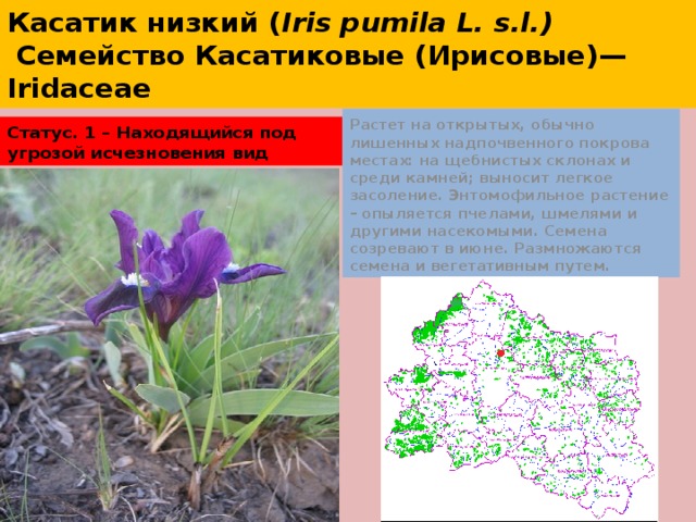 Касатик низкий ( Iris pumila L. s.l.)  Семейство Касатиковые (Ирисовые)—Iridaceae Растет на открытых, обычно лишенных надпочвенного покрова местах: на щебнистых склонах и среди камней; выносит легкое засоление. Энтомофильное растение – опыляется пчелами, шмелями и другими насекомыми. Семена созревают в июне. Размножаются семена и вегетативным путем. Статус. 1 – Находящийся под угрозой исчезновения вид 