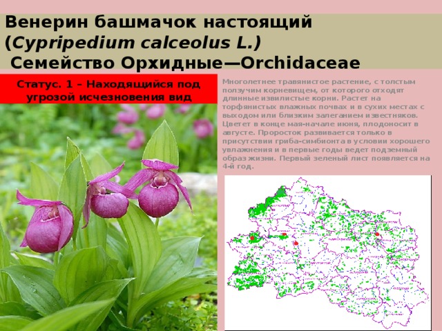 Венерин башмачок настоящий ( Cypripedium calceolus L.)  Семейство Орхидные—Orchidaceae Статус. 1 – Находящийся под угрозой исчезновения вид Многолетнее травянистое растение, с толстым ползучим корневищем, от которого отходят длинные извилистые корни. Растет на торфянистых влажных почвах и в сухих местах с выходом или близким залеганием известняков. Цветет в конце мая-начале июня, плодоносит в августе. Проросток развивается только в присутствии гриба-симбионта в условии хорошего увлажнения и в первые годы ведет подземный образ жизни. Первый зеленый лист появляется на 4-й год. 