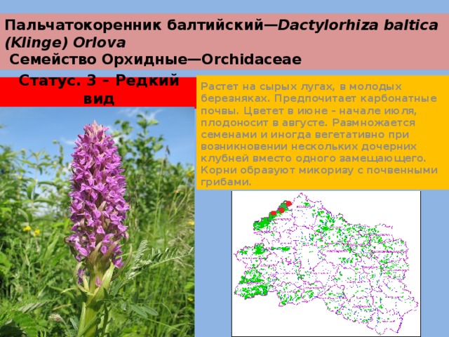 Пальчатокоренник балтийский— Dactylorhiza baltica (Klinge) Orlova  Семейство Орхидные—Orchidaceae Растет на сырых лугах, в молодых березняках. Предпочитает карбонатные почвы. Цветет в июне – начале июля, плодоносит в августе. Размножается семенами и иногда вегетативно при возникновении нескольких дочерних клубней вместо одного замещающего. Корни образуют микоризу с почвенными грибами. Статус. 3 – Редкий вид 