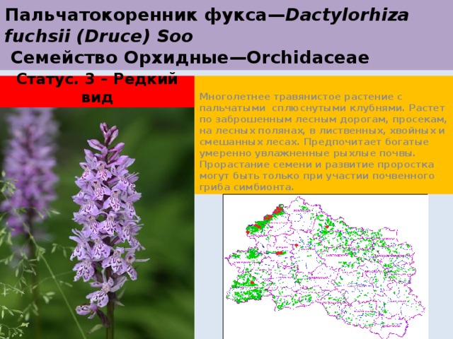 Пальчатокоренник фукса— Dactylorhiza fuchsii (Druce) Soo  Семейство Орхидные—Orchidaceae Статус. 3 – Редкий вид Многолетнее травянистое растение с пальчатыми сплюснутыми клубнями. Растет по заброшенным лесным дорогам, просекам, на лесных полянах, в лиственных, хвойных и смешанных лесах. Предпочитает богатые умеренно увлажненные рыхлые почвы. Прорастание семени и развитие проростка могут быть только при участии почвенного гриба симбионта. 