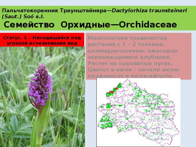 Пальчатокоренник Траунштейнера— Dactylorhiza traunsteineri (Saut.) Soó s.l.   Семейство Орхидные—Orchidaceae Статус. 1 – Находящийся под угрозой исчезновения вид Многолетнее травянистое растение с 1 – 2 тонкими, цилиндрическими, ежегодно заменяющимися клубнями. Растет на сыроватых лугах. Цветет в июне – начале июля; плодоносит в июле-августе. 