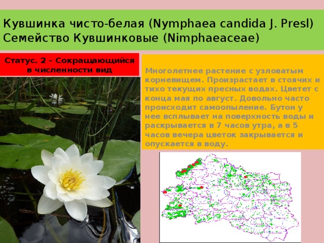 Кувшинка чисто-белая (Nymphaea candida J. Presl)  Семейство Кувшинковые (Nimphaeaceae) Статус. 2 – Сокращающийся в численности вид Многолетнее растение с узловатым корневищем. Произрастает в стоячих и тихо текущих пресных водах. Цветет с конца мая по август. Довольно часто происходит самоопыление. Бутон у нее всплывает на поверхность воды и раскрывается в 7 часов утра, а в 5 часов вечера цветок закрывается и опускается в воду. 