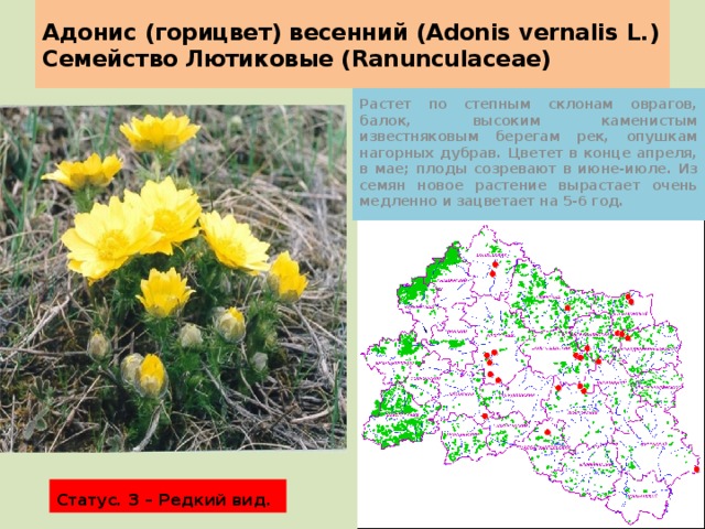 Адонис (горицвет) весенний (Adonis vernalis L.)  Семейство Лютиковые (Ranunculaceae) Растет по степным склонам оврагов, балок, высоким каменистым известняковым берегам рек, опушкам нагорных дубрав. Цветет в конце апреля, в мае; плоды созревают в июне-июле. Из семян новое растение вырастает очень медленно и зацветает на 5-6 год.  Статус. 3 – Редкий вид. 