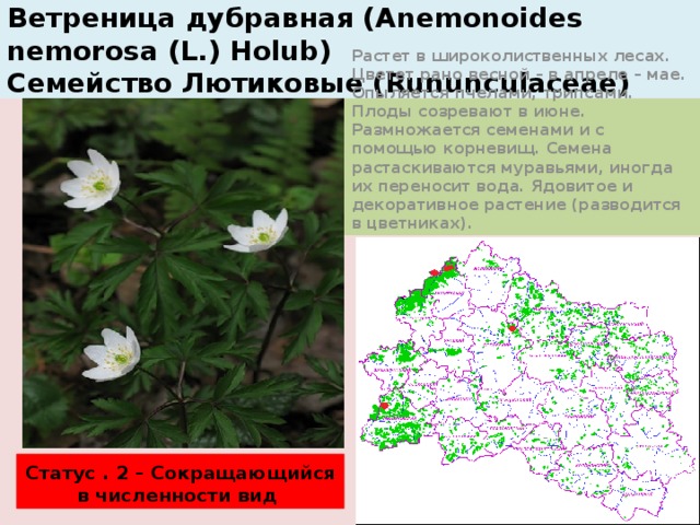 Ветреница дубравная (Anemonoides nemorosa (L.) Holub)  Семейство Лютиковые (Rununculaceae) Растет в широколиственных лесах. Цветет рано весной – в апреле – мае. Опыляется пчелами, трипсами. Плоды созревают в июне. Размножается семенами и с помощью корневищ. Семена растаскиваются муравьями, иногда их переносит вода. Ядовитое и декоративное растение (разводится в цветниках). Статус . 2 – Сокращающийся в численности вид 