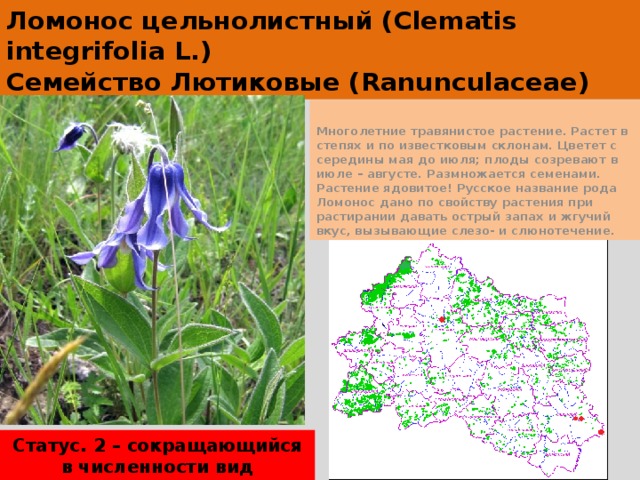 Ломонос цельнолистный (Clematis integrifolia L.)  Семейство Лютиковые (Ranunculaceae) Многолетние травянистое растение. Растет в степях и по известковым склонам. Цветет с середины мая до июля; плоды созревают в июле – августе. Размножается семенами. Растение ядовитое! Русское название рода Ломонос дано по свойству растения при растирании давать острый запах и жгучий вкус, вызывающие слезо- и слюнотечение. Статус. 2 – сокращающийся в численности вид 