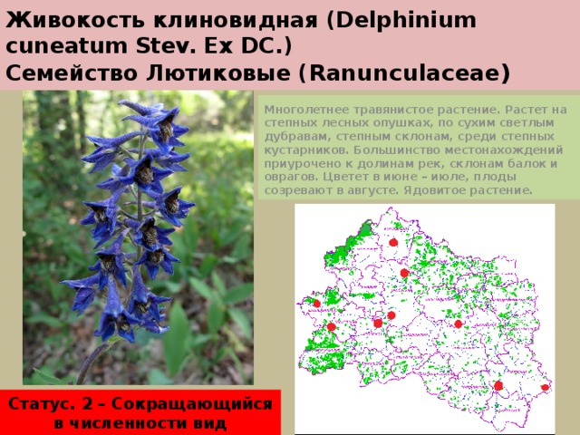 Живокость клиновидная (Delphinium cuneatum Stev. Ex DC.)  Семейство Лютиковые ( Ranunculaceae) Многолетнее травянистое растение. Растет на степных лесных опушках, по сухим светлым дубравам, степным склонам, среди степных кустарников. Большинство местонахождений приурочено к долинам рек, склонам балок и оврагов. Цветет в июне – июле, плоды созревают в августе. Ядовитое растение. Статус. 2 – Сокращающийся в численности вид 