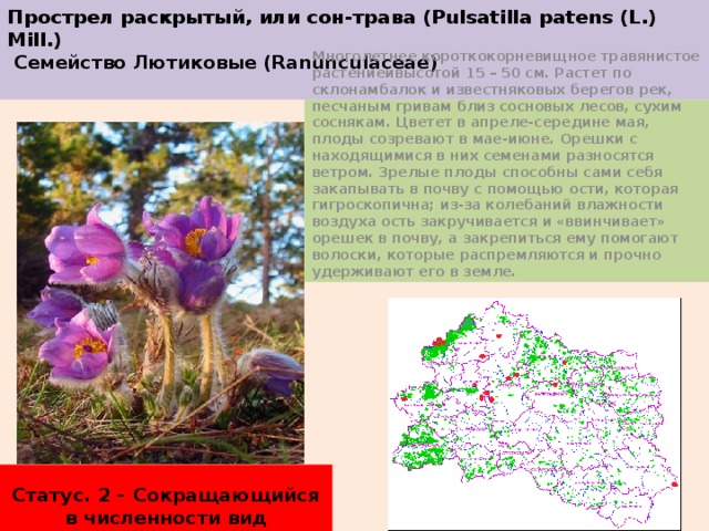 Прострел раскрытый, или сон-трава (Pulsatilla patens (L.) Mill.)  Семейство Лютиковые (Ranunculaceae)   Многолетнее короткокорневищное травянистое растениеивысотой 15 – 50 см. Растет по склонамбалок и известняковых берегов рек, песчаным гривам близ сосновых лесов, сухим соснякам. Цветет в апреле-середине мая, плоды созревают в мае-июне. Орешки с находящимися в них семенами разносятся ветром. Зрелые плоды способны сами себя закапывать в почву с помощью ости, которая гигроскопична; из-за колебаний влажности воздуха ость закручивается и «ввинчивает» орешек в почву, а закрепиться ему помогают волоски, которые распремляются и прочно удерживают его в земле. Статус. 2 – Сокращающийся в численности вид 