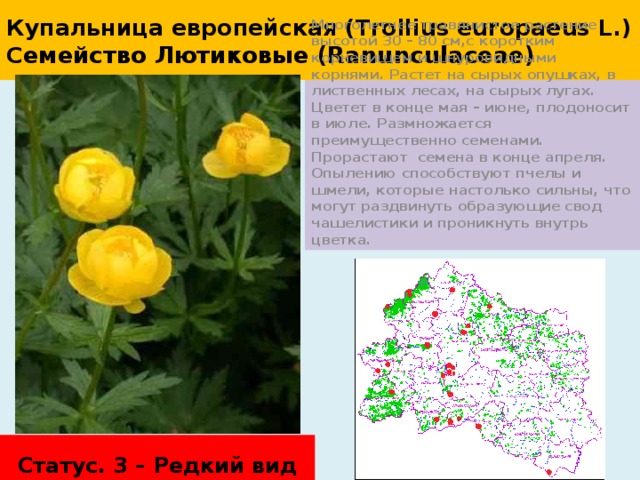 Купальница европейская (Trollius europaeus L.)  С емейство Лютиковые (Ranunculaceae) Многолетнее травянистое растение высотой 30 – 80 см,с коротким корневищем и шнуровидными корнями. Растет на сырых опушках, в лиственных лесах, на сырых лугах. Цветет в конце мая – июне, плодоносит в июле. Размножается преимущественно семенами. Прорастают семена в конце апреля. Опылению способствуют пчелы и шмели, которые настолько сильны, что могут раздвинуть образующие свод чашелистики и проникнуть внутрь цветка. Статус. 3 – Редкий вид 