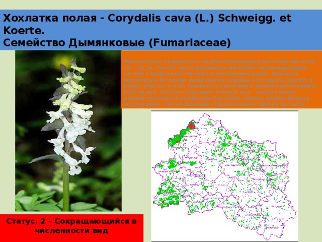 Хохлатка полая - Corydalis cava (L.) Schweigg. et Koerte.  Семейство Дымянковые (Fumariaceae) Многолетнее травянистое клубнеобразующее растение высотой 15 – 30 см. Растет часто большими группами на плодородных почвах в широколиственных и смешанных лесах. Является временным весенним доминантом травянистого яруса. Цветет в конце апреля, в мае; опыляется шмелями и длиннохоботковыми бабочками. Семена созревают в конце мая – начале июня, распространяются муравьями Растения хорошо размножаются вегетативно – путем деления старого полого клубня на части. Статус. 2 – Сокращающийся в численности вид  