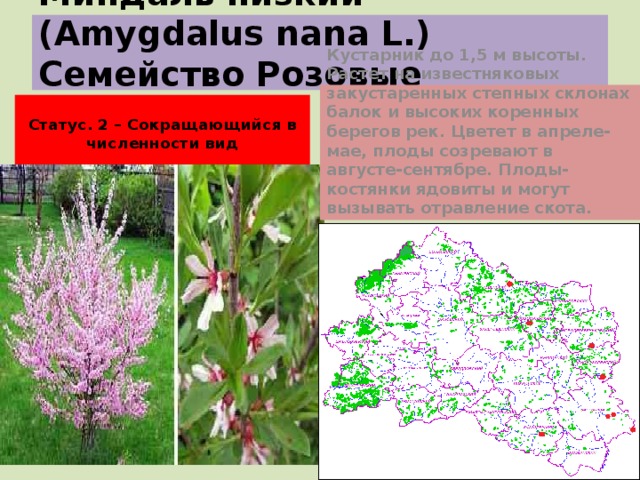 Миндаль низкий (Amygdalus nana L.)  Семейство Розовые (Rosaceae) Кустарник до 1,5 м высоты. Растет на известняковых закустаренных степных склонах балок и высоких коренных берегов рек. Цветет в апреле-мае, плоды созревают в августе-сентябре. Плоды-костянки ядовиты и могут вызывать отравление скота.  Статус. 2 – Сокращающийся в численности вид  