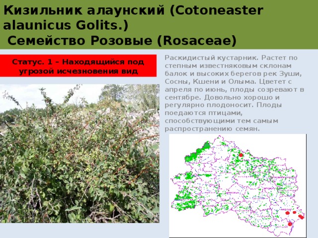 Кизильник алаунский (Cotoneaster alaunicus Golits.)  Семейство Розовые (Rosaceae) Раскидистый кустарник. Растет по степным известняковым склонам балок и высоких берегов рек Зуши, Сосны, Кшени и Олыма. Цветет с апреля по июнь, плоды созревают в сентябре. Довольно хорошо и регулярно плодоносит. Плоды поедаются птицами, способствующими тем самым распространению семян. Статус. 1 – Находящийся под угрозой исчезновения вид 