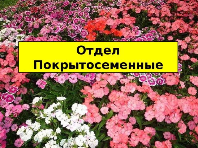 Отдел Покрытосеменные 