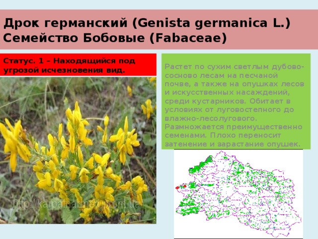 Дрок германский (Genista germanica L.)  Семейство Бобовые (Fabaceae) Статус. 1 – Находящийся под угрозой исчезновения вид. Растет по сухим светлым дубово-сосново лесам на песчаной почве, а также на опушках лесов и искусственных насаждений, среди кустарников. Обитает в условиях от луговостепного до влажно-лесолугового. Размножается преимущественно семенами. Плохо переносит затенение и зарастание опушек. 