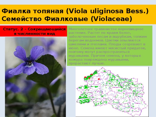 Фиалка топяная (Viola uliginosa Bess.)  Семейство Фиалковые (Violaceae) Статус. 2 – Сокращающийся в численности вид Многолетнее травянистое корневищное растение. Растет по краям болот, заболоченным лесам и вырубкам, топким берегам водоемов. Цветки опыляются шмелями и пчелами. Плоды созревают в июне. Семена имеют мясистый придаток, поэтому могут распространяться муравьями. Причем семена, у которых кожура повреждена муравьями, прорастают лучше. 