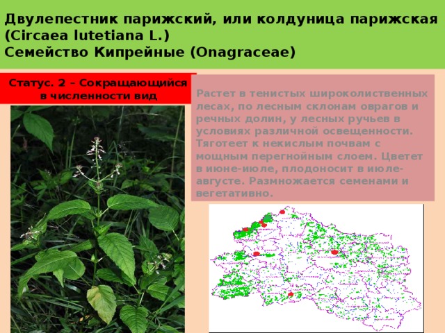 Двулепестник парижский, или колдуница парижская  (Circaea lutetiana L.)  Семейство Кипрейные (Onagraceae) Статус. 2 – Сокращающийся в численности вид Растет в тенистых широколиственных лесах, по лесным склонам оврагов и речных долин, у лесных ручьев в условиях различной освещенности. Тяготеет к некислым почвам с мощным перегнойным слоем. Цветет в июне-июле, плодоносит в июле-августе. Размножается семенами и вегетативно. 