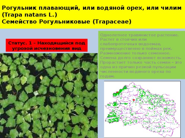 Рогульник плавающий, или водяной орех, или чилим  (Trapa natans L.)  Семейство Рогульниковые (Trapaceae) Однолетнее травянистое растение. Растет в стоячих или слабопроточных водоемах, преимущественно в поймах рек. Размножение только семенное. Семена долго сохраняют всхожесть. Прорастает только часть семян – это одна из причин резкой пульсации численности водяного ореха по годам. Статус. 1 – Находящийся под угрозой исчезновения вид 