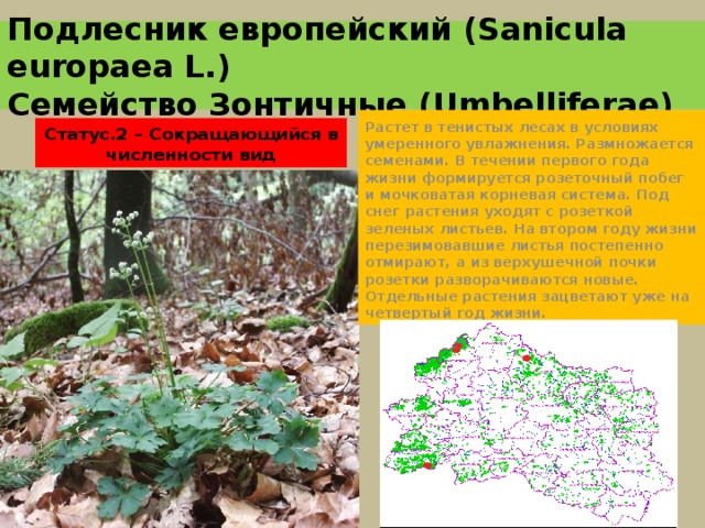 Подлесник европейский (Sanicula europaea L.)  Семейство Зонтичные (Umbelliferae) Растет в тенистых лесах в условиях умеренного увлажнения. Размножается семенами. В течении первого года жизни формируется розеточный побег и мочковатая корневая система. Под снег растения уходят с розеткой зеленых листьев. На втором году жизни перезимовавшие листья постепенно отмирают, а из верхушечной почки розетки разворачиваются новые. Отдельные растения зацветают уже на четвертый год жизни. Статус.2 – Сокращающийся в численности вид 