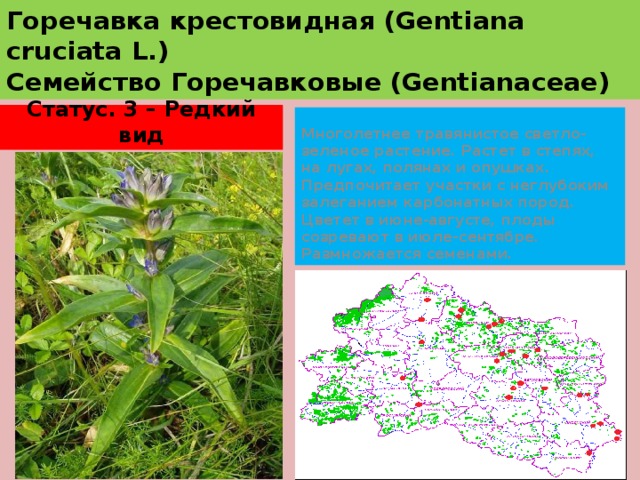 Горечавка крестовидная (Gentiana cruciata L.)  Семейство Горечавковые (Gentianaceae) Статус. 3 – Редкий вид Многолетнее травянистое светло-зеленое растение. Растет в степях, на лугах, полянах и опушках. Предпочитает участки с неглубоким залеганием карбонатных пород. Цветет в июне-августе, плоды созревают в июле-сентябре. Размножается семенами. 