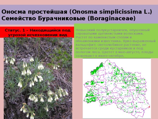 Оносма простейшая (Onosma simplicissima L.)  Семейство Бурачниковые (Boraginaceae) Невысокий полукустарничек, опушенный сероватыми щетинистыми волосками. Растет по каменистым степям и обнажениями известняка. Ярко выраженный кальцефит; светолюбивое растение, не встречается среди кустарников и под пологом леса. Цветет в мае-августе, плоды созревают в июне-октябре. Статус. 1 – Находящийся под угрозой исчезновения вид 