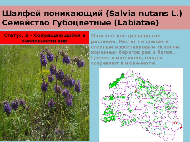 Шалфей поникающий (Salvia nutans L.)  Семейство Губоцветные (Labiatae) Статус. 2 – Сокращающийся в численности вид Многолетнее травянистое растение. Растет по степям и степным известняковым склонам коренных берегов рек и балок. Цветет в мае-июне, плоды созревают в июне-июле. 