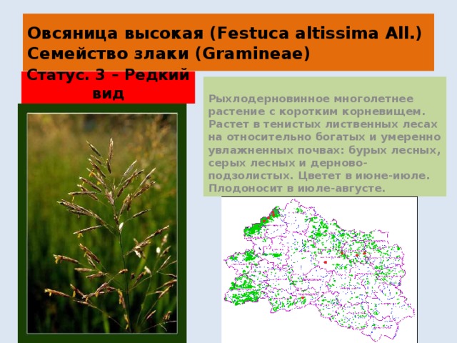 Овсяница высокая (Festuca altissima All.)  Семейство злаки (Gramineae) Статус. 3 – Редкий вид Рыхлодерновинное многолетнее растение с коротким корневищем. Растет в тенистых лиственных лесах на относительно богатых и умеренно увлажненных почвах: бурых лесных, серых лесных и дерново-подзолистых. Цветет в июне-июле. Плодоносит в июле-августе. 