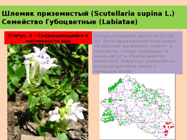 Шлемик приземистый (Scutellaria supina L.)  Семейство Губоцветные (Labiatae) Статус. 2 – Сокращающийся в численности вид Полукустарничек высотой 20-25 см. Ярко выраженный кальцефит, не выносит затенения. Цветет в мае-июле, плоды созревают в июне-августе. Размножается семенами. Известны указания на распространение семян с помощью воды. 