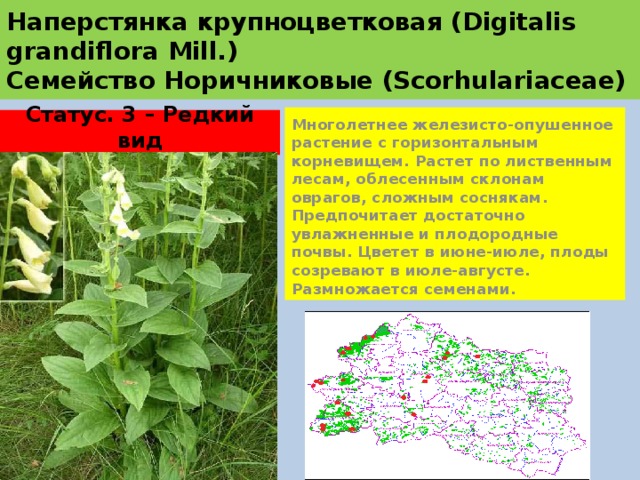 Наперстянка крупноцветковая (Digitalis grandiflora Mill.)  Семейство Норичниковые (Scorhulariaceae) Многолетнее железисто-опушенное растение с горизонтальным корневищем. Растет по лиственным лесам, облесенным склонам оврагов, сложным соснякам. Предпочитает достаточно увлажненные и плодородные почвы. Цветет в июне-июле, плоды созревают в июле-августе. Размножается семенами. Статус. 3 – Редкий вид 