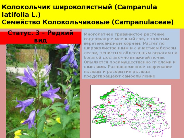 Колокольчик широколистный (Campanula latifolia L.)  Семейство Колокольчиковые (Campanulaсeae) Многолетнее травянистое растение содержащее млечный сок, с толстым веретеновидным корнем. Растет по широколиственным и с участием березы лесам, тенистым облесенным оврагам на богатой достаточно влажной почве. Опыляется преимущественно пчелами и шмелями. Разновременное созревание пыльцы и раскрытие рыльца предотвращают самоопыление Статус. 3 – Редкий вид 