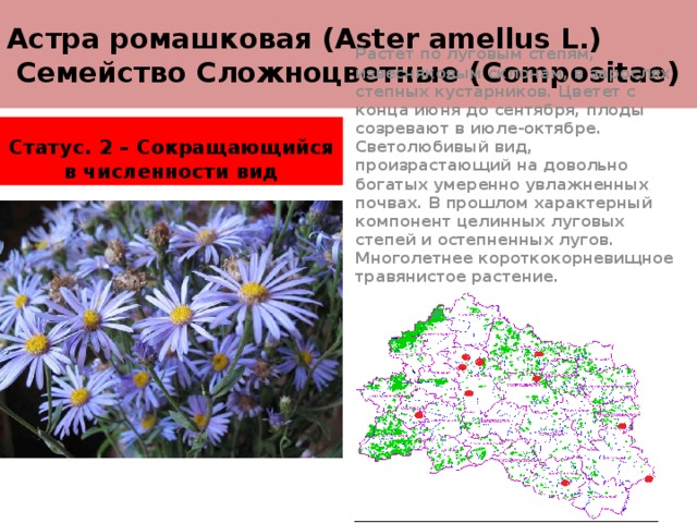 Астра ромашковая (Aster amellus L.)  Семейство Сложноцветные (Compositae) Растет по луговым степям, извесняковым склонам, в зарослях степных кустарников. Цветет с конца июня до сентября, плоды созревают в июле-октябре. Светолюбивый вид, произрастающий на довольно богатых умеренно увлажненных почвах. В прошлом характерный компонент целинных луговых степей и остепненных лугов. Многолетнее короткокорневищное травянистое растение. Статус. 2 – Сокращающийся в численности вид 