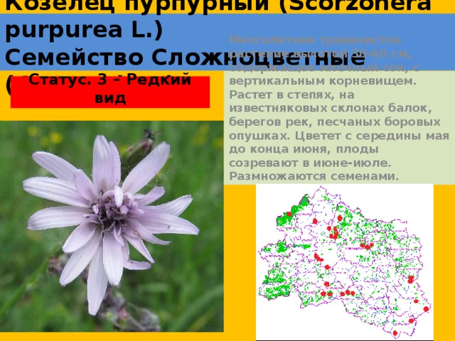 Козелец пурпурный (Scorzonera purpurea L.)  Семейство Сложноцветные (Compositae) Многолетнее травянистое растение высотой 30-60 см, содержащее млечный сок, с вертикальным корневищем. Растет в степях, на известняковых склонах балок, берегов рек, песчаных боровых опушках. Цветет с середины мая до конца июня, плоды созревают в июне-июле. Размножаются семенами. Статус. 3 – Редкий вид 