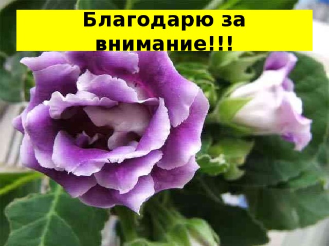 Благодарю за внимание!!! 