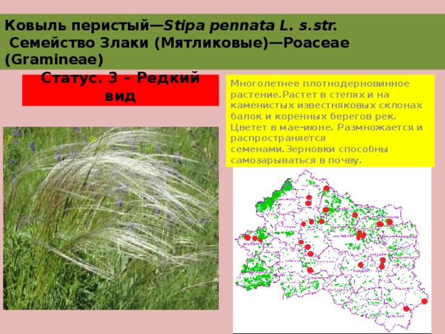 Ковыль перистый— Stipa pennata L. s.str.  Семейство Злаки (Мятликовые)—Poaceae (Gramineae) Статус. 3 – Редкий вид Многолетнее плотнодерновинное растение.Растет в степях и на каменистых известняковых склонах балок и коренных берегов рек. Цветет в мае-июне. Размножается и распространяется семенами.Зерновки способны самозарываться в почву. 