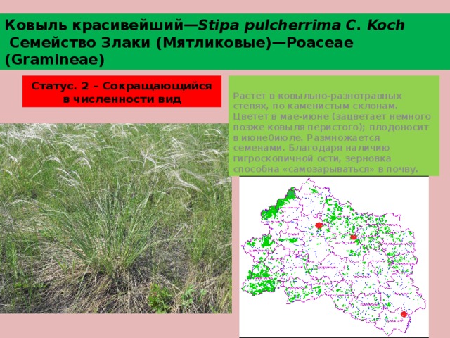 Ковыль красивейший— Stipa pulcherrima C. Koch  Семейство Злаки (Мятликовые)—Poaceae (Gramineae) Статус. 2 – Сокращающийся в численности вид Растет в ковыльно-разнотравных степях, по каменистым склонам. Цветет в мае-июне (зацветает немного позже ковыля перистого); плодоносит в июне0июле. Размножается семенами. Благодаря наличию гигроскопичной ости, зерновка способна «самозарываться» в почву. 