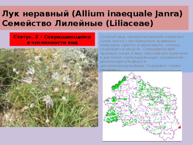 Лук неравный (Allium inaequale Janra)  Семейство Лилейные (Liliaceae) Статус. 2 – Сокращающийся в численности вид Степной вид, предпочитающий открытые сухие места с несомкнутым травяным покровом. Цветет в июне-июле, семена созревают в августе. Специфический луковый запах и вкус обусловлен наличием в растении серосодержащих соединений – диаллилдисульфида и диаллилтрисульфида. Содержит также витамин С. 