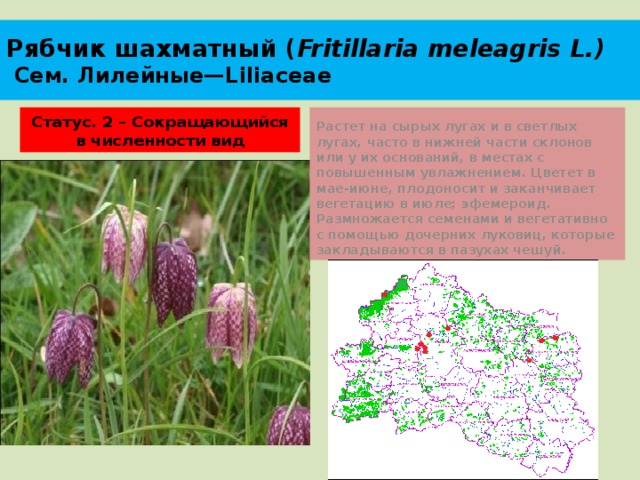 Рябчик шахматный ( Fritillaria meleagris L.)  Сем. Лилейные—Liliaceae Статус. 2 – Сокращающийся в численности вид Растет на сырых лугах и в светлых лугах, часто в нижней части склонов или у их оснований, в местах с повышенным увлажнением. Цветет в мае-июне, плодоносит и заканчивает вегетацию в июле; эфемероид. Размножается семенами и вегетативно с помощью дочерних луковиц, которые закладываются в пазухах чешуй. 