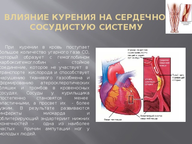 ВЛИЯНИЕ КУРЕНИЯ НА СЕРДЕЧНО-СОСУДИСТУЮ СИСТЕМУ При  курении в кровь поступает большое количество угарного газа СО, который образует с гемоглобином карбоксигемоглобин - стойкое соединение, которое не участвует  в  транспорте  кислорода и способствует нарушению тканевого газообмена и формированию атеросклеротических бляшек и тромбов в кровеносных сосудах. Сосуды у курильщика постепенно становятся  менее  эластичными, а просвет их - более узким. В результате развиваются инфаркты миокарда и облитерирующий эндартериит нижних конечностей - одна из наиболее частых причин ампутации ног у молодых людей. 