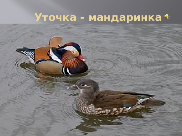  Уточка - мандаринка 